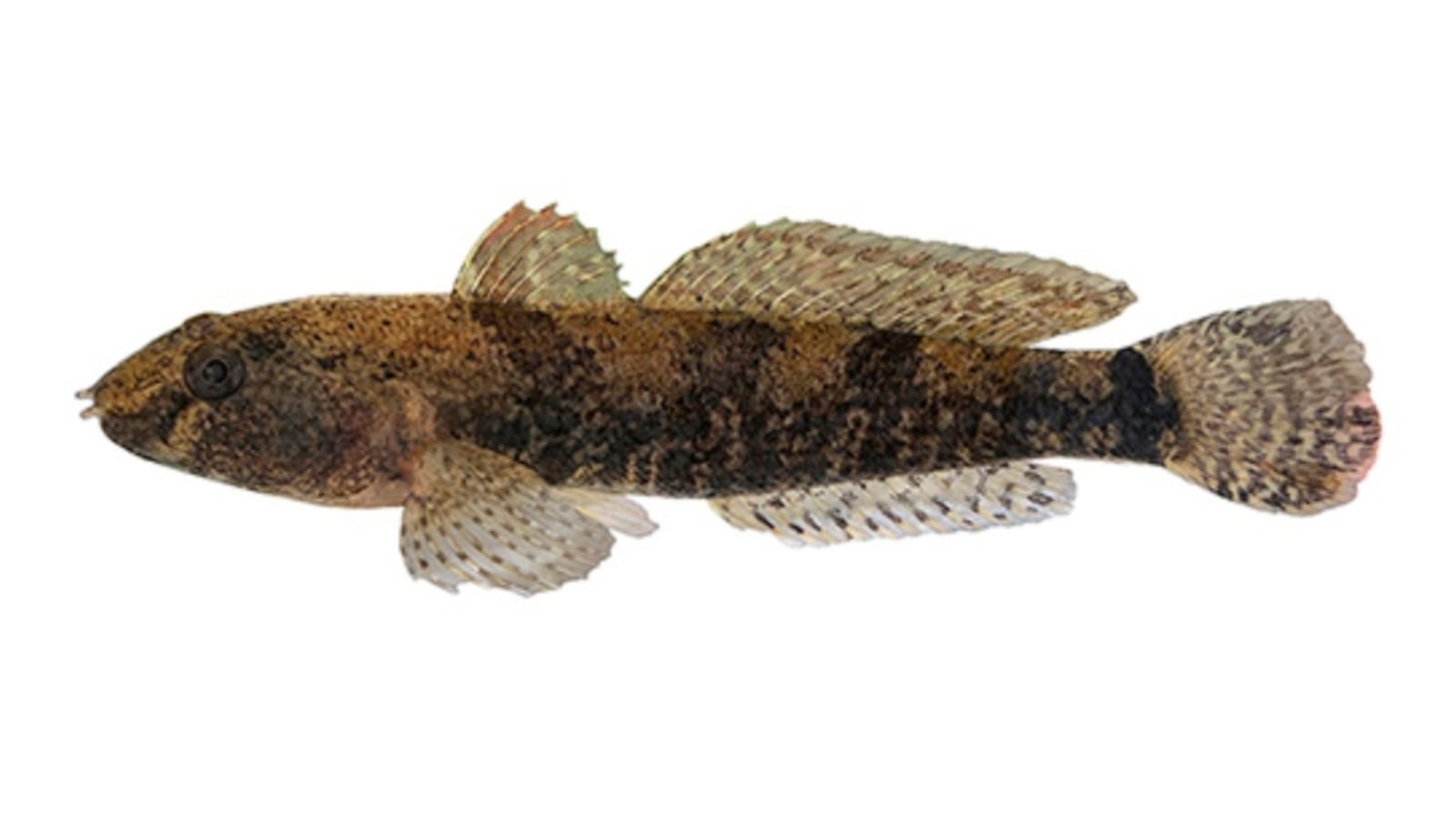 Tube-nosed goby, a new invasive fish species, spotted in Quebec