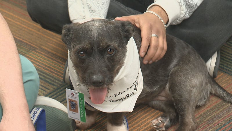 Meet Dani: Halifax university welcomes therapy dog to help students through stress, loneliness