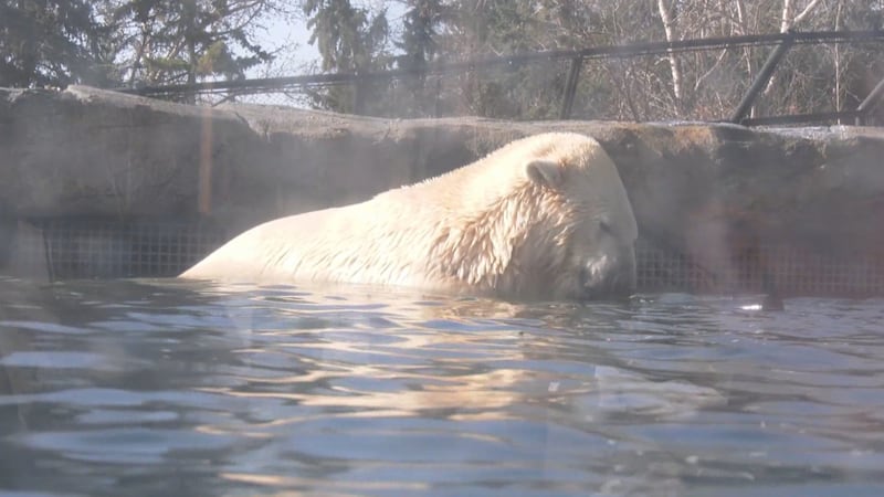 Calgary Zoo polar bears now sharing enclosure