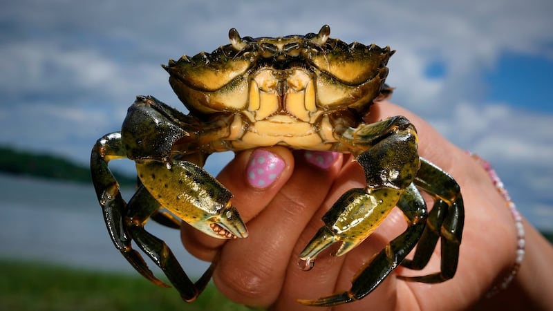 Invasive green crabs are bad for the environment, so New Englanders are starting to eat more of them