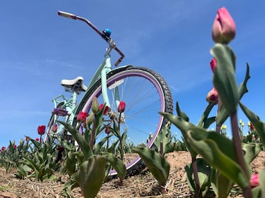 A bike is seen in the field of tulips. (CTV/Jonathan MacInnis)