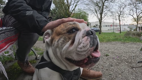 ‘He brings me so much joy’: Bodie the bulldog inspires B.C. man after friend’s unexpected death