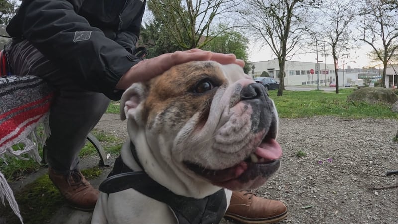 ‘He brings me so much joy’: Bodie the bulldog inspires B.C. man after friend’s unexpected death