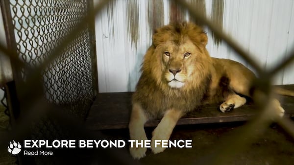 Eyes in the Darkness: The hidden cost of roadside zoos