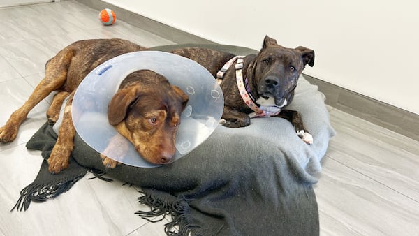 Pet Save in Sudbury rescues 27 dogs in an apartment
