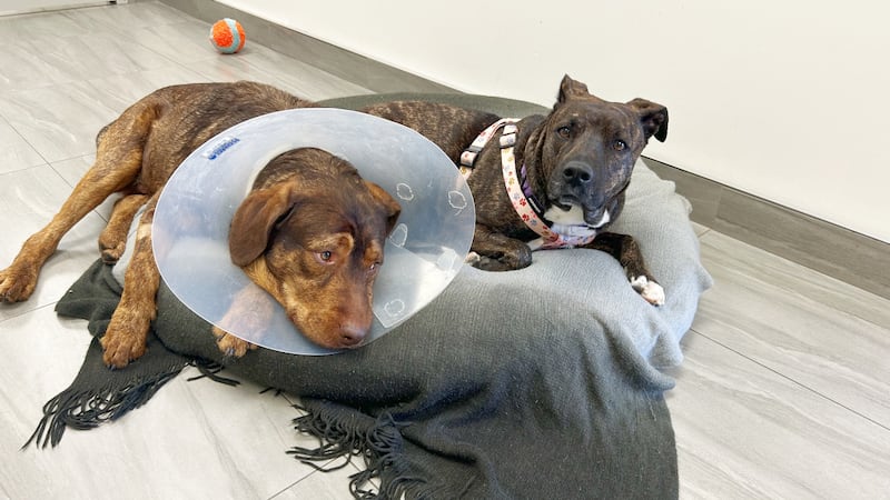 Pet Save in Sudbury rescues 27 dogs in an apartment