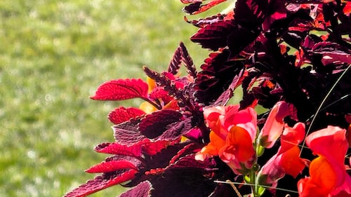 2026 marks the 20th anniversary of Calgary's Botanical Gardens of Silver Springs.