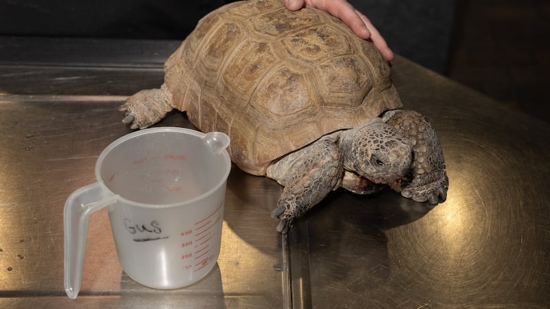 Support floods in for Gus, Halifax's 104-year-old gopher tortoise, ahead of surgery
