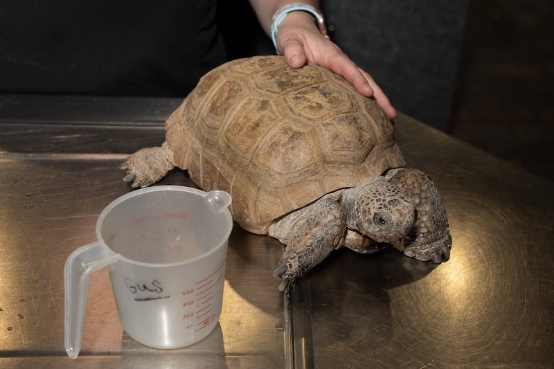 Support floods in for Gus, Halifax's 104-year-old gopher tortoise, ahead of surgery