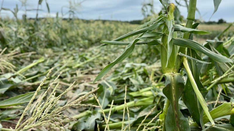 Severe storm flattens crops at Wilmot farm, leaves sweet corn harvest in jeopardy