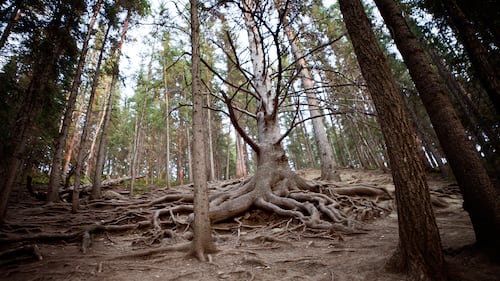 The "Grandfather Tree," a 300-year-old white spruce growing near the historic Cochrane Ranche, fell down during a strong wind storm on Jan. 16, 2025. (Supplied)