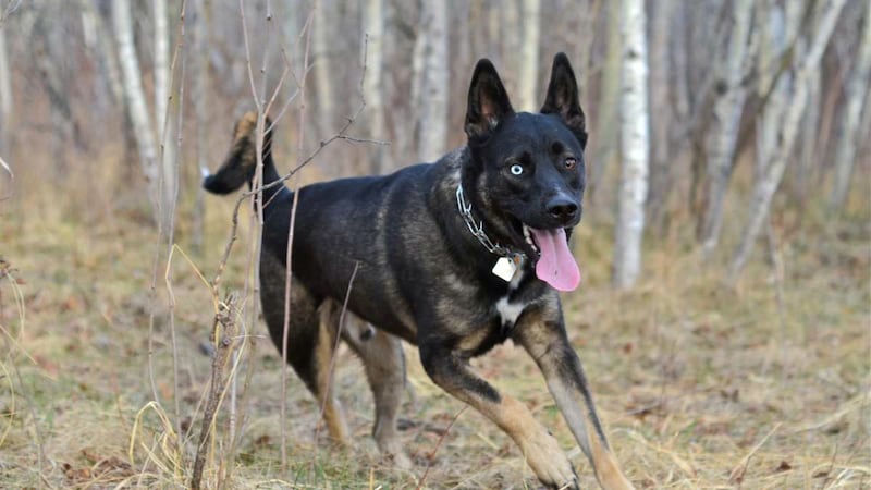 Dog out for a morning walk shot and killed in northern Ontario