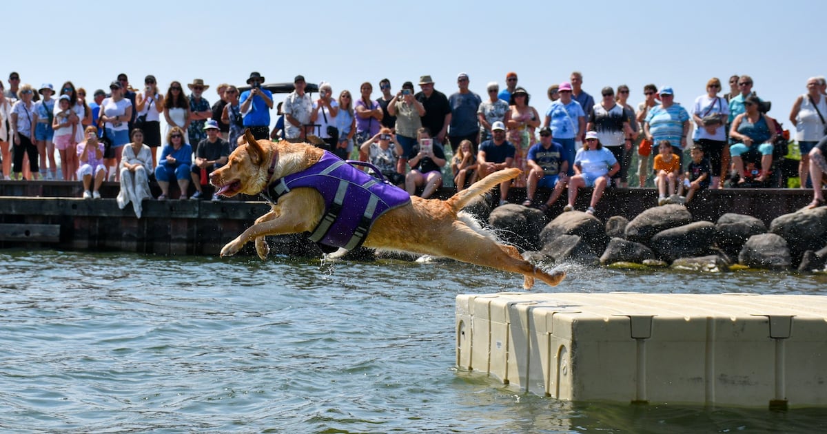 In Orillia, summertime means diving dogs and cardboard boats