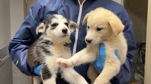 Ottawa Humane Society takes in pets from communities affected by wildfires