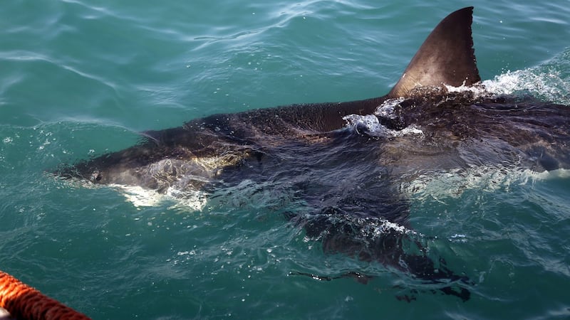 Diver injured by great white shark in Quebec