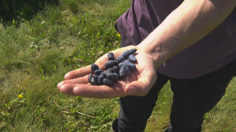 Ever had a haskap berry? This farm is bringing the cold-climate-loving superfruit to Alberta tables