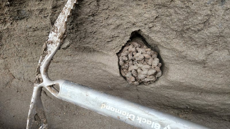 Ancient squirrel feces offer 'time capsule' of environment thousands of years ago
