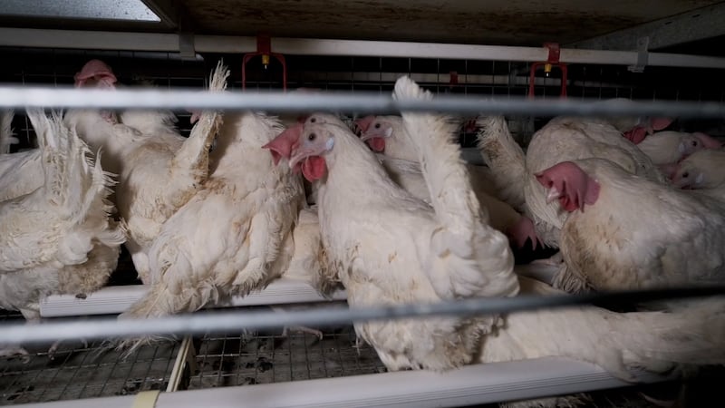 ‘No future in cages’: Canadian legal advocacy group calls out Sask. poultry research plan