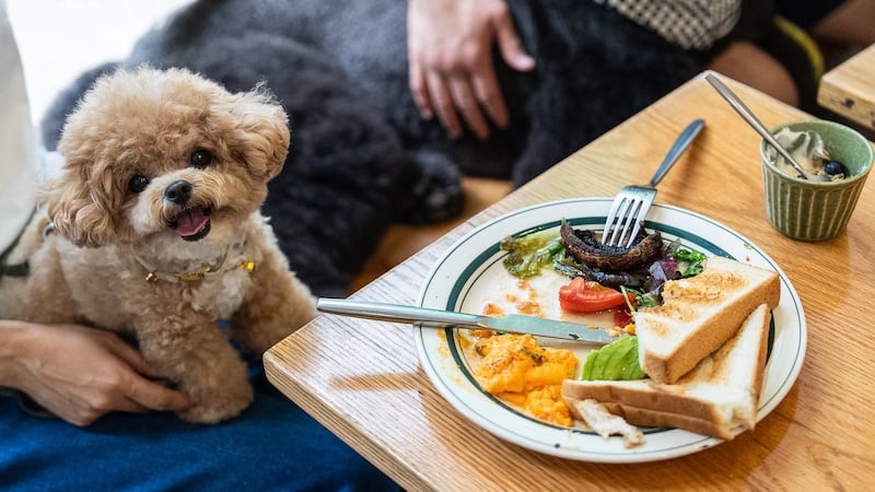 Hong Kong eateries welcome dogs as city relaxes ban