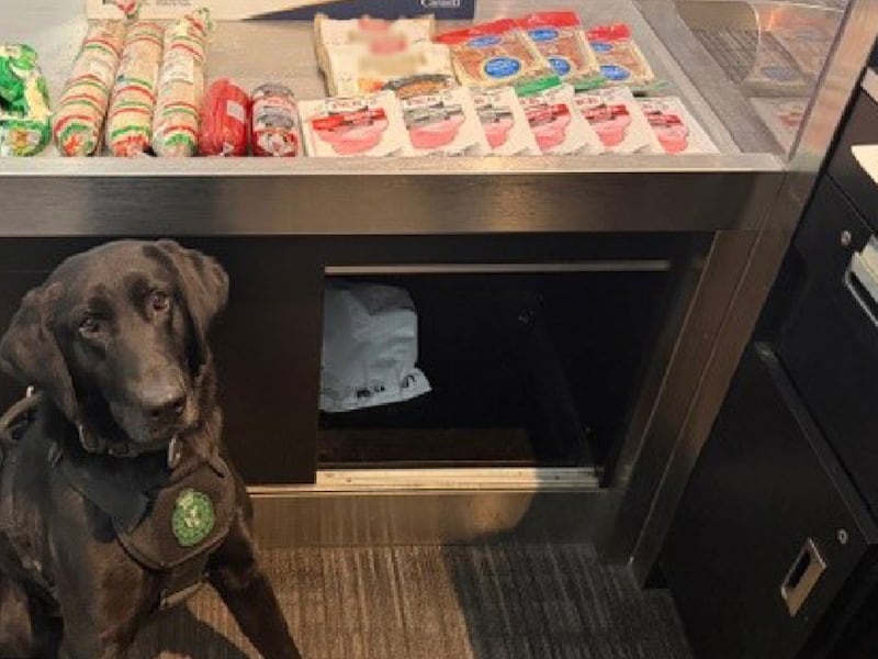 CBSA detector dog sniffs out undeclared sausage and salami at Toronto airport