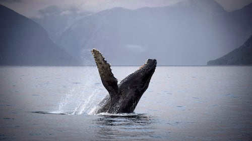 Humpback whale struck by B.C. Ferries vessel near Grace Island