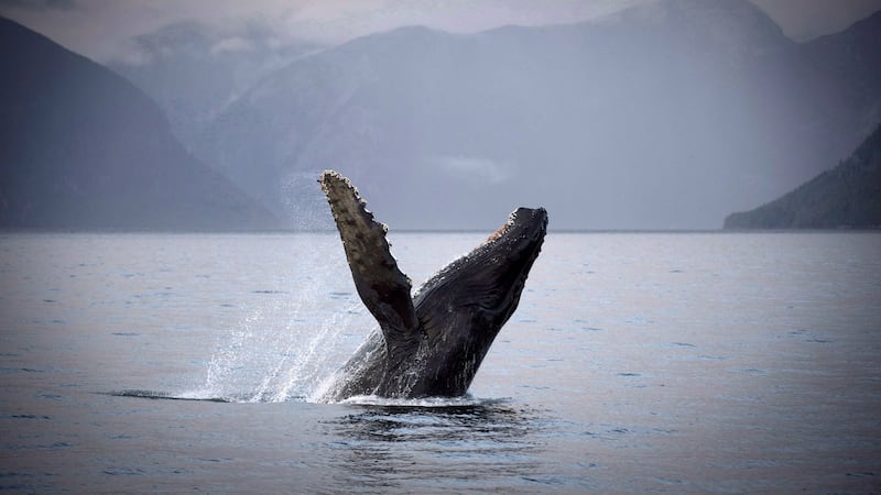 Study links humpback whale songs to diving behaviour