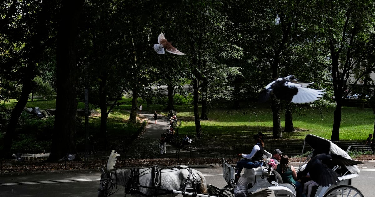 A Central Park carriage horse breaks free and critically injures a ...
