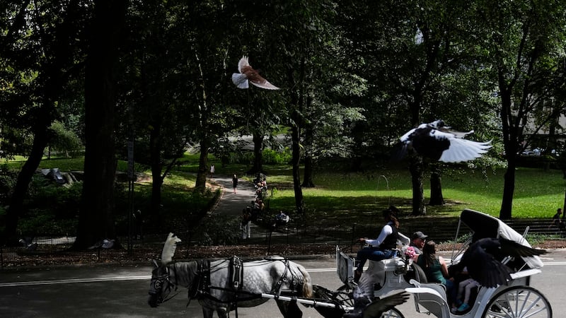 Teenager dies after being thrown from horse-drawn carriage in NYC’s Central Park