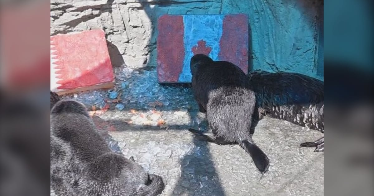 Vancouver Aquarium otters predict Canada vs Qatar winner