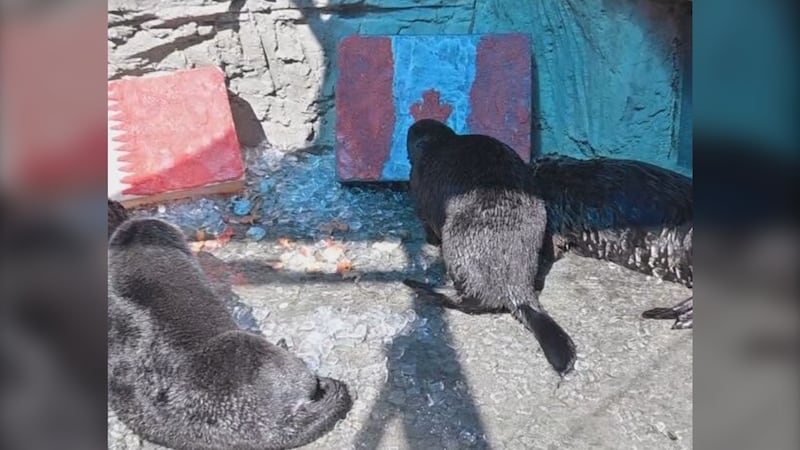 Vancouver Aquarium otters predict Canada vs Qatar winner