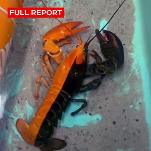 Meet Oscar, one of the world’s rarest lobsters