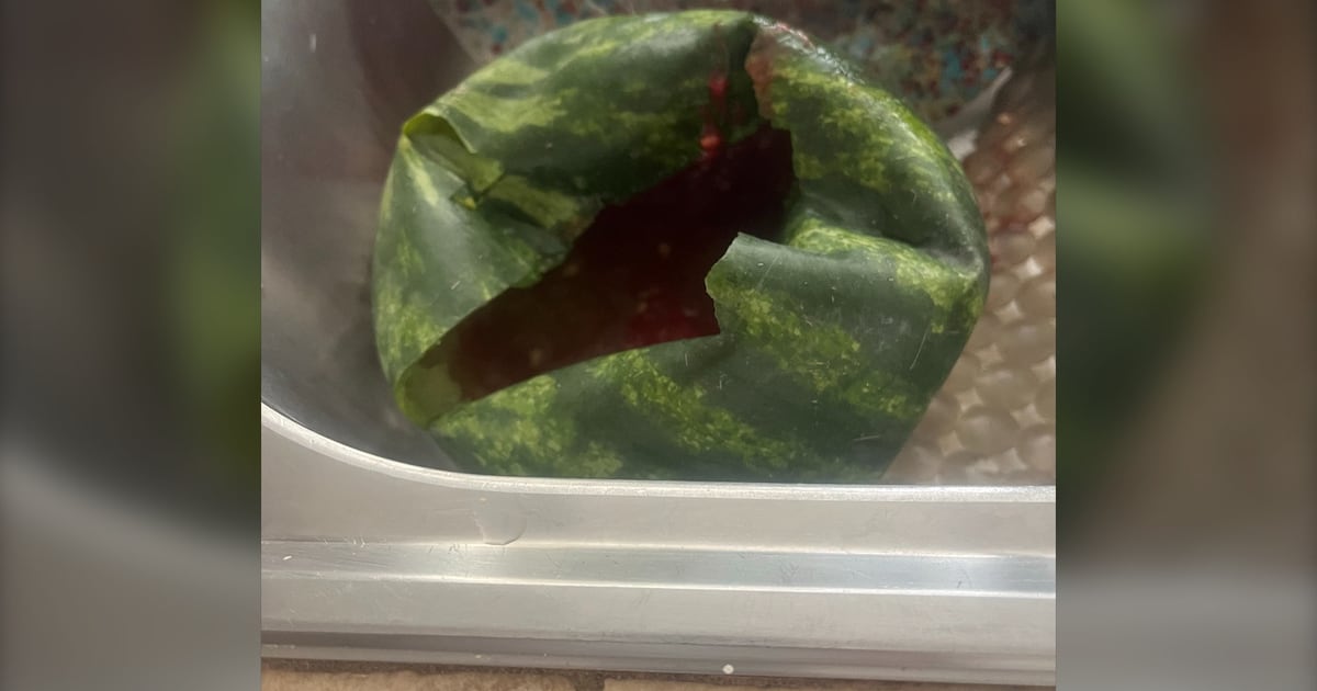 Exploding Tree Watch Exploding watermelons: Montrealer surprised after fruit explodes in heat