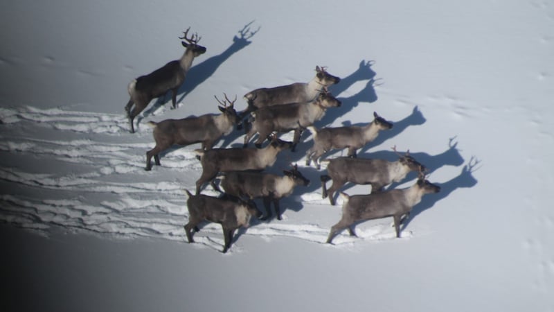UCalgary research suggests inbreeding’s impact on caribou in Western Canada