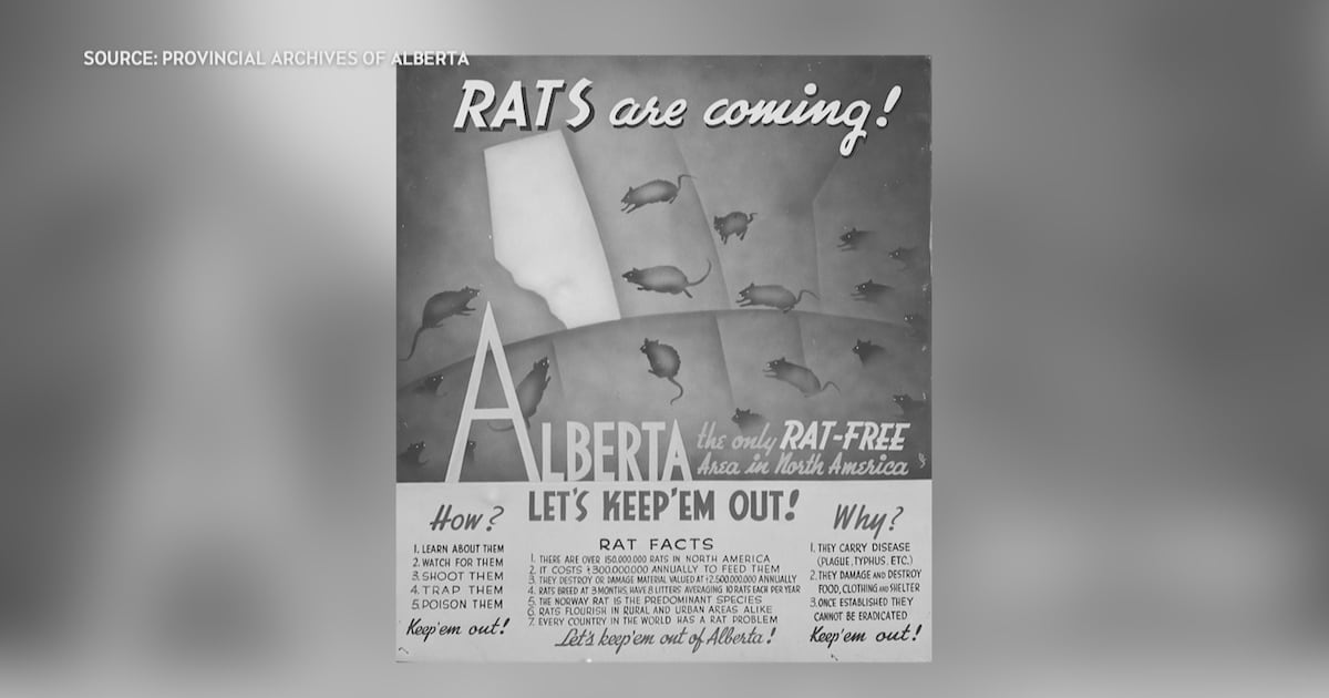 How Alberta has been rat-free since 1950