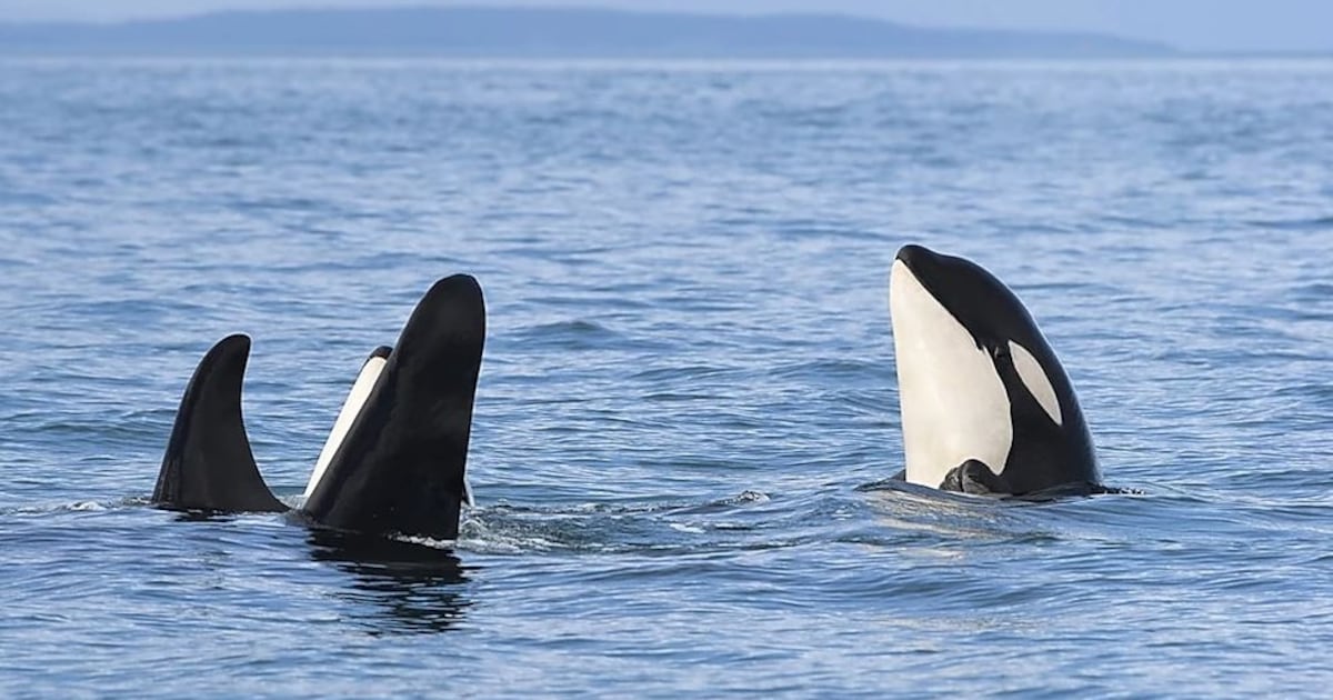 Orca Status Researchers sound alarm over health of 13 endangered southern resident ...