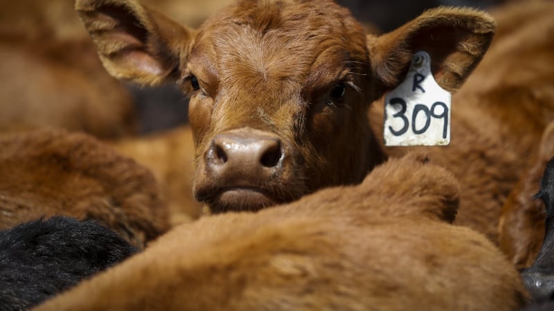 Cattle association has beef with potential Mercosur trade deal