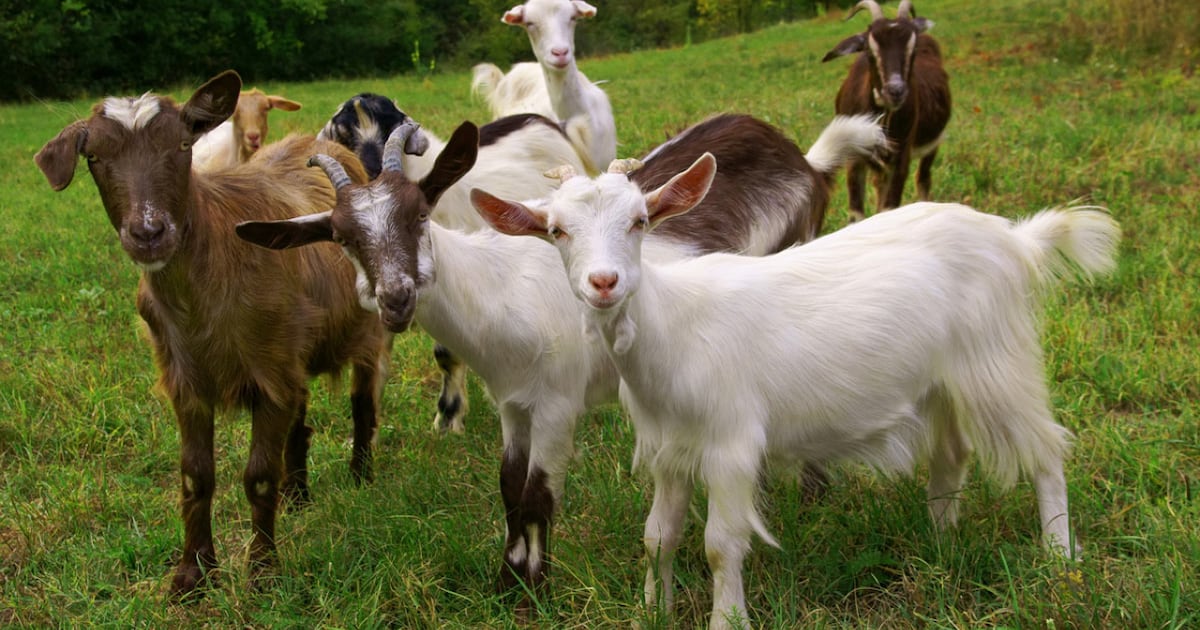Nearly 300 people exposed to goats with rabies at mobile petting zoo in ...