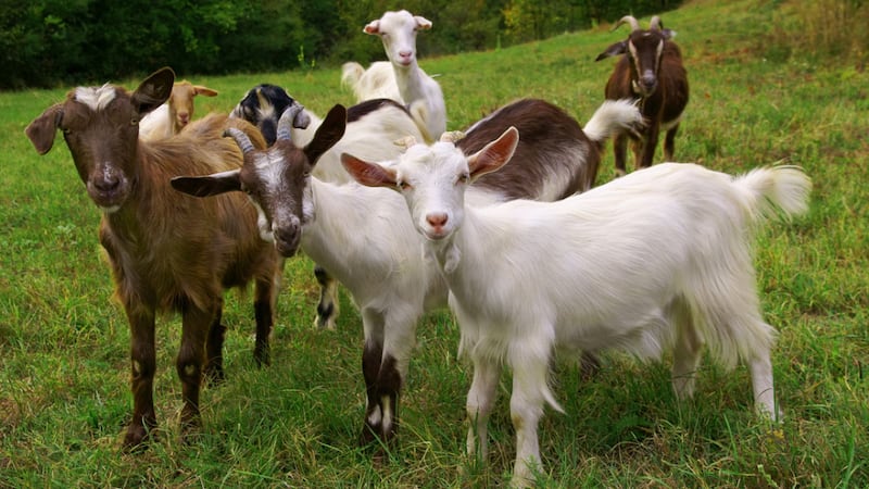 Hundreds of people exposed to goats with rabies at mobile petting zoo