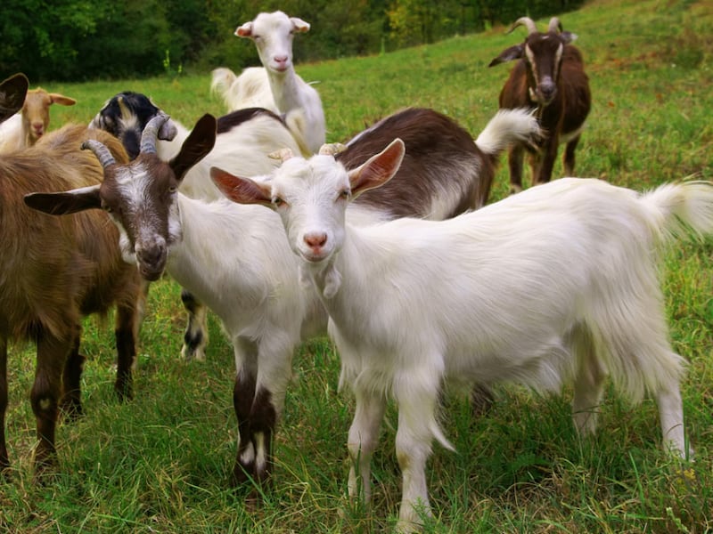 Hundreds of people exposed to goats with rabies at mobile petting zoo