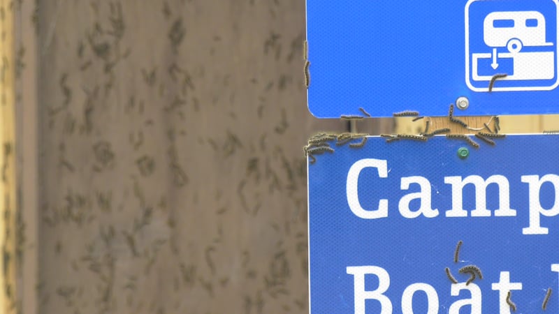 No refunds: Tent caterpillars overrunning Alberta campgrounds