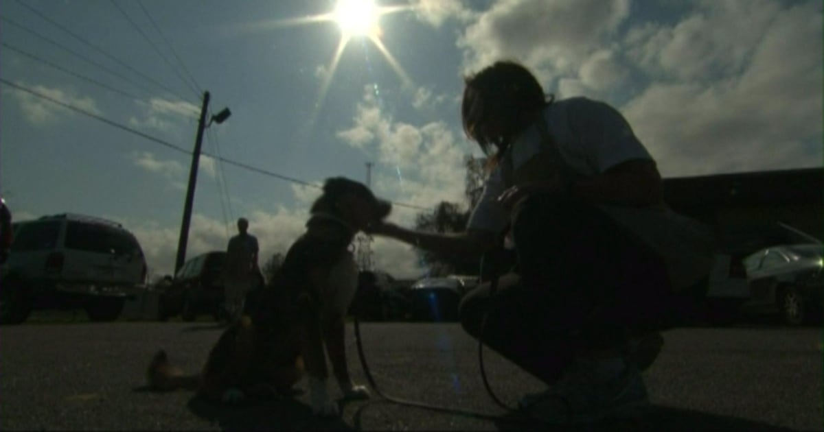 Emotional support dog deemed ‘dangerous’ by CRT, owner refunded fines