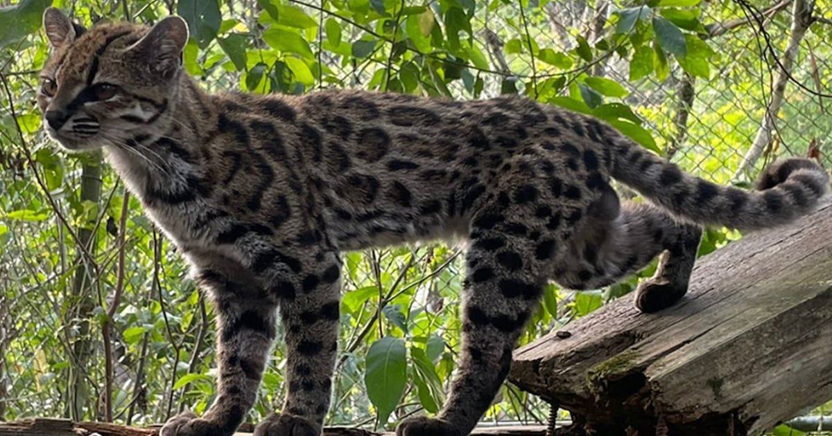 New cat species identified in Bolivia, first in over a century - CTV News