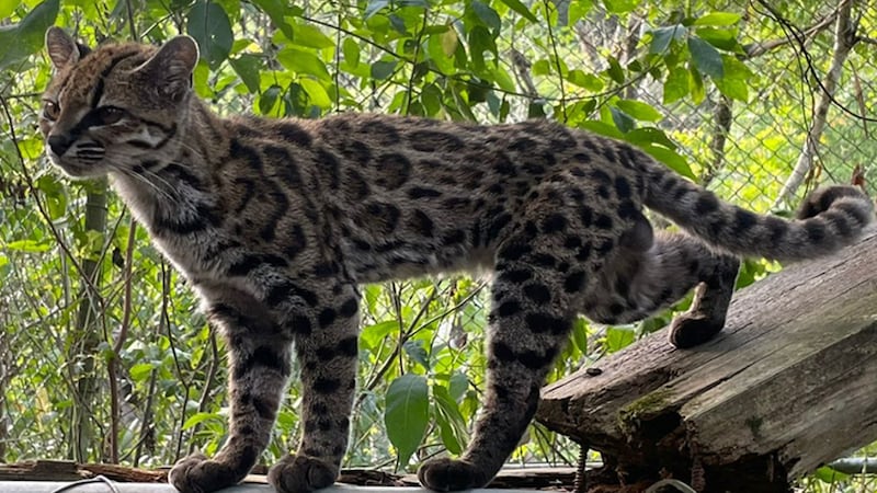 New cat species identified in Bolivia, first in over a century