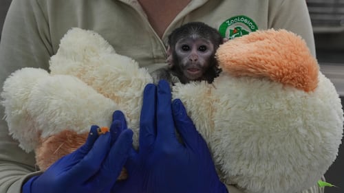 Meet Yuji, the Mexican baby monkey finding comfort in a plush companion