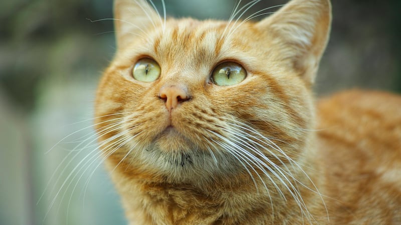 Why orange cats are actually freaks of nature