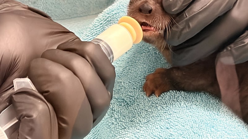 Manitoba animal rehab centre hosting wild baby shower