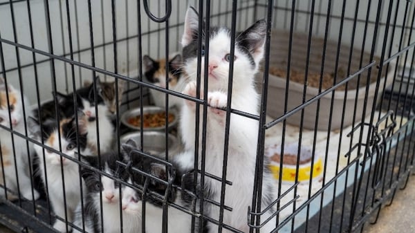 More than 60 cats rescued during Mississauga animal cruelty investigation