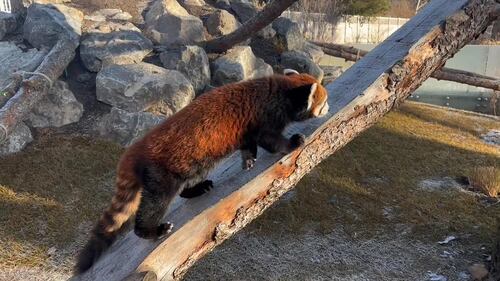 Red Panda at the Edmonton Valley Zoo Nov. 24, 2025. (Sasha Pietramala/CTV News Edmonton)