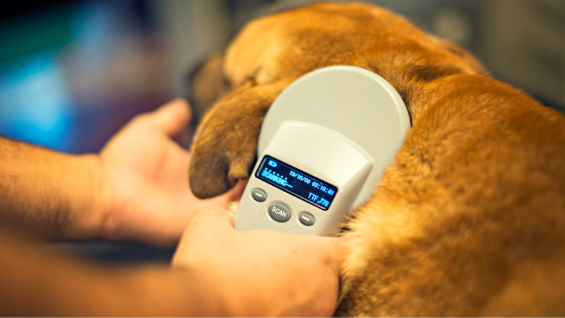 Drive-thru microchip clinic returns to Windsor-Essex for pets on the go