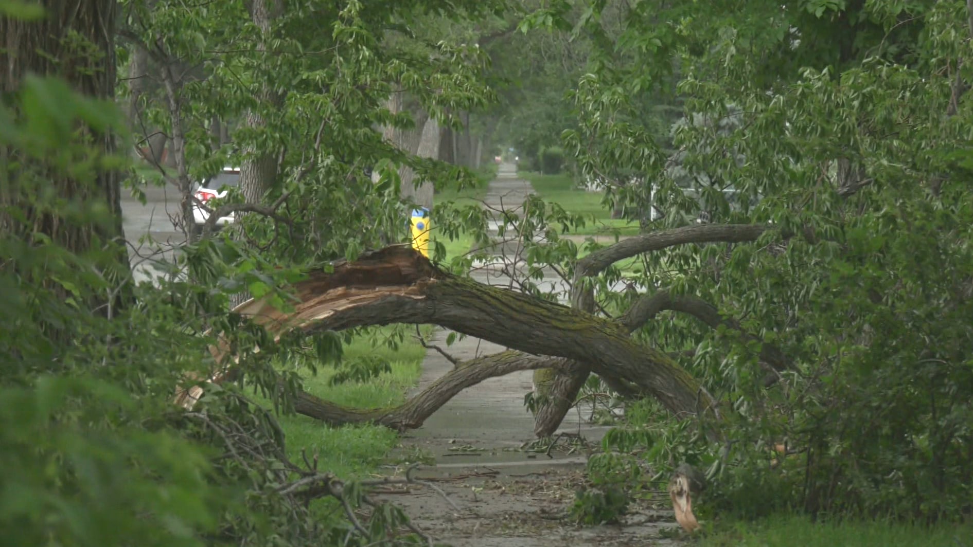How to care for trees after a storm